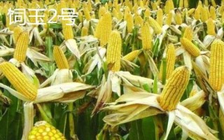 高產(chǎn)夏玉米品種介紹，不同的田地類型適合種植不同品種