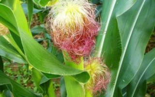 強(qiáng)盛103玉米種子特征特性，機(jī)械或人工播種