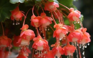 秋季適合種哪些花，可以種菊花、桂花、蝴蝶蘭等