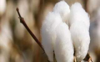 中棉所9705棉花種子簡介，高抗棉鈴蟲