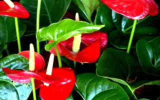 紅掌花有沒(méi)有毒，毒性主要存在于汁液中