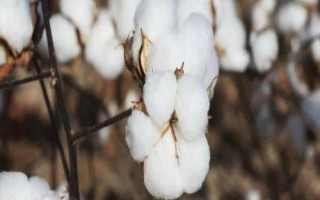 浙大10號棉花種子簡介，應(yīng)適時(shí)播種