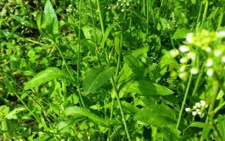 薺菜是哪個季節(jié)的蔬菜，是春秋季節(jié)的蔬菜
