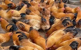 雞的養(yǎng)殖方法，首先要選擇良種雞