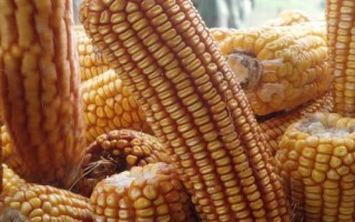 沃科華德3號玉米種子簡介，適宜播期4月下旬到5月上旬
