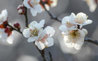 冬天室外凍不死的綠植有哪些，常見的有牡丹、梅花、鐵線蓮等
