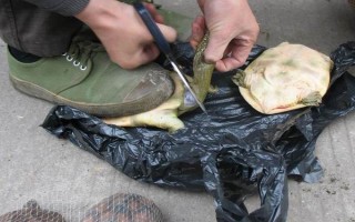 甲魚(yú)的宰殺方法，翻身后再砍斷脖子