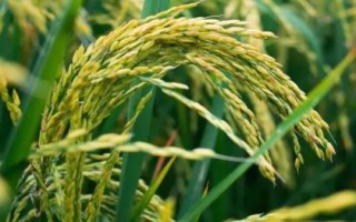水稻貪青晚熟的預(yù)防措施，應(yīng)注意種植密度和合理施肥等
