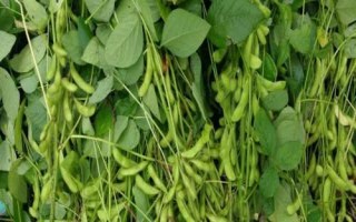 丹豆24大豆品種簡(jiǎn)介，播期以四月中旬～五月上旬為宜