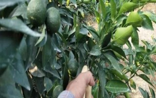 放秋梢不當(dāng)?shù)奈：?，會?dǎo)致果實(shí)長不大甚至引起落果