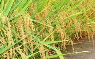 上堡大禾谷水稻種子特點，5月中旬播種