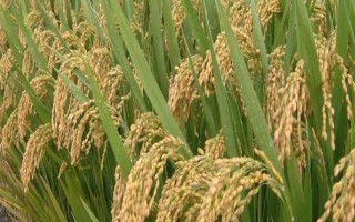 兩優(yōu)358水稻品種的特性，全生育期116.4天