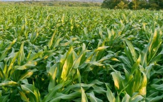 沈玉35號(hào)玉米種子特點(diǎn)，中抗莖基腐?。?-5級(jí)）