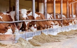 喂牛最佳飼料配方，配制原料主要包括玉米、豆粕和麥麩