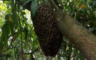 蜜蜂自然分蜂的過(guò)程，首先工蜂會(huì)在巢門(mén)前聚集
