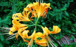 金花石蒜有什么花語，在我國代表優(yōu)美純潔