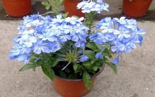 怎么修剪藍(lán)雪花，生長初期可進(jìn)行摘心和打頂