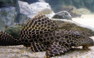 清道夫魚的價(jià)格，會(huì)受到品種、規(guī)格等條件的影響