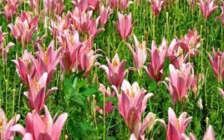 百合花的繁殖方法，春季可在苗圃中播種