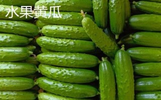水果型黃瓜怎么種植，緩苗后要勤澆小水