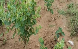 金銀花適合在哪里種植，適合種植在山坡灌叢或疏林中