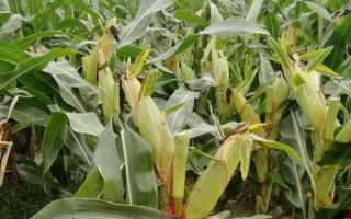 稷秾107玉米種子特征特性，中抗大斑病