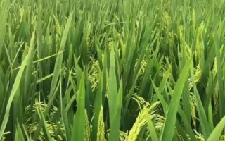 科貴優(yōu)4302水稻品種簡(jiǎn)介，中抗白葉枯病