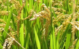 貴香1A水稻品種的特性，確定安全抽穗期和適宜播種期