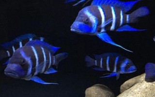 短鼻六間魚好不好養(yǎng)，比較好養(yǎng)但會(huì)欺負(fù)小型魚類