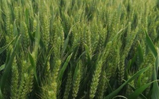 天禾3號小麥種子特征特性，高肥地塊以每畝9kg為宜