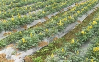 黃連種幾年可以收獲，種太久反而會(huì)影響產(chǎn)量