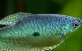 曼龍魚多久換一次水，兩至三天換一次水