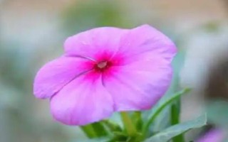 花朵的組成部分，主要包括花萼、花托、花冠等部位
