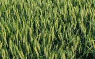 克春22號(hào)小麥種子介紹，全生育期93.0天