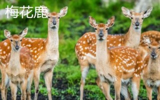 梅花鹿生活在什么地方，主要生活在森林的邊緣和山地草原地