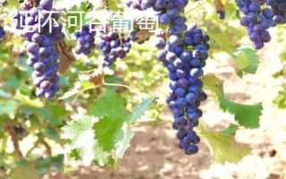 北京市延慶縣的特產(chǎn)，包括延慶杏、延慶國(guó)光蘋果、燕山板栗等種類