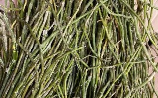 如何在家種植石斛，把枝條插入土中并澆水覆土