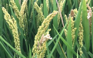 科優(yōu)8440水稻種子特點，一般6月18～22日播種