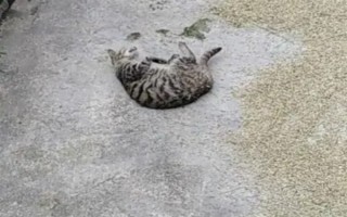 為什么貓咪喜歡在混凝土地面上打滾，可通過(guò)地面的溫度來(lái)調(diào)節(jié)體溫