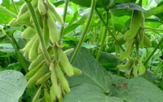 蘇新6號(hào)大豆品種簡(jiǎn)介，每畝定植1.6萬(wàn)株左右