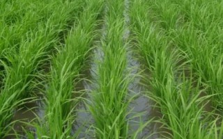 秀優(yōu)1125水稻種子介紹，秧田畝播種量15公斤