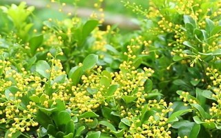米蘭花有沒有毒，不僅沒毒還可食用