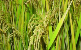 夷優(yōu)601水稻品種簡(jiǎn)介，秧田播種量12.5公斤