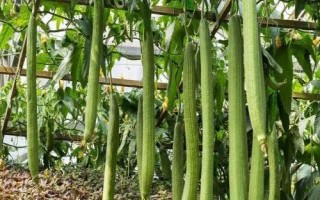 絲瓜的種植技術(shù)，要先對種子進(jìn)行浸泡催芽