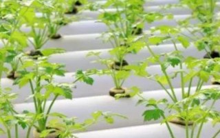 芹菜籽能直接放土里種嗎，表皮堅(jiān)硬需浸泡催芽