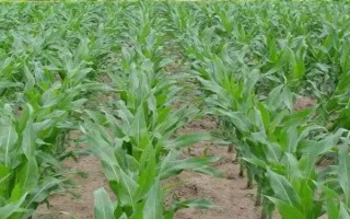 平玉6189玉米種子介紹，有效防治地下害蟲