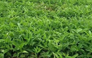 半夏種子的價格與種植技術(shù)，市場售價一斤大約需要35-50元左右