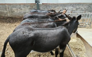 養(yǎng)驢的成本和利潤(rùn)，1頭驢的總成本為5400元左右