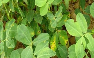 花生中后期常見的四種病害及防治方法，不同病害的防治方法不同