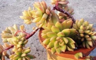 黃麗的栽培技術(shù)，生長(zhǎng)適溫為15-28℃左右